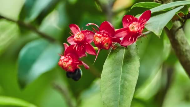 Ochna Serrulata Avião Folhas Pequenas Ochna Carnaval Arbusto Olhos Aves — Vídeo de Stock