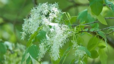 Ağaç yerli savannas ve ovalar Güneydoğu Amerika Birleşik Devletleri için New Jersey Güney Florida ve Batı Teksas ve Oklahoma'Chionanthus virginicus (beyaz fringetree) olduğunu.