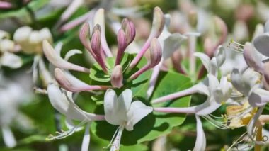 Lonicera caprifolium, İtalyan woodbine, perfoliate, keçi-yaprak, İtalyan Hanımeli veya perfoliate woodbine, familyasından çok yıllık bitkiler cins Hanımeligiller Lonicera aile içinde.