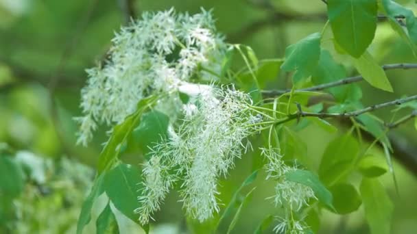 Chionanthus Virginicus Fringetree Branco Uma Árvore Nativa Savanas Planícies Sudeste — Vídeo de Stock