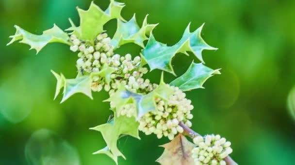 Ilex Aquifolium Κοινή Αγία Αγγλική Αγία Ευρωπαϊκή Αγία Περιστασιακά Χριστούγεννα — Αρχείο Βίντεο