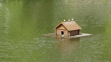 küçük martı (Hydrocoloeus sylviella veya Larus sylviella), içinde Kuzey Avrupa ve Asya bulunur küçük martı var. Antik Yunan hudro, su ve koloios cins adı Hydrocoloeus olduğunu