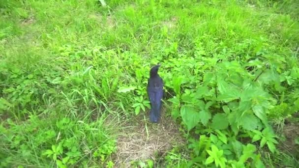 Cuervo negro sostiene libélula en su pico y vuela en hierba sobre césped verde . — Vídeos de Stock