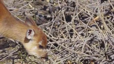Batı ya da Doğu (yayılım gösterir: Angola) Orta Afrika boyunca bulundu bataklık yaşayan antilop var. Batı orta ölçekli antilop olduğunu.