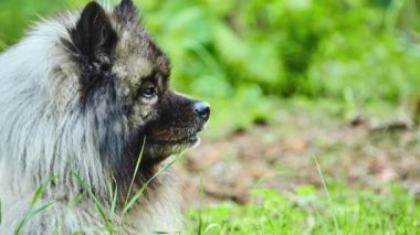 Keeshond köpek gümüş ve siyah kürk ruff ve kıvrılmış kuyruklu peluş, iki katmanlı kat ile orta ölçekli olduğunu. Alman Spitz, Wolfspitz ve Hollandalı mavna köpek isimleri.
