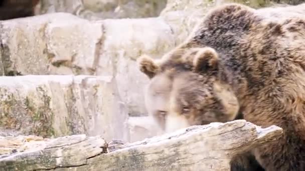 Oso pardo (Ursus arctos) es un oso que se encuentra en gran parte del norte de Eurasia y América del Norte . — Vídeo de stock