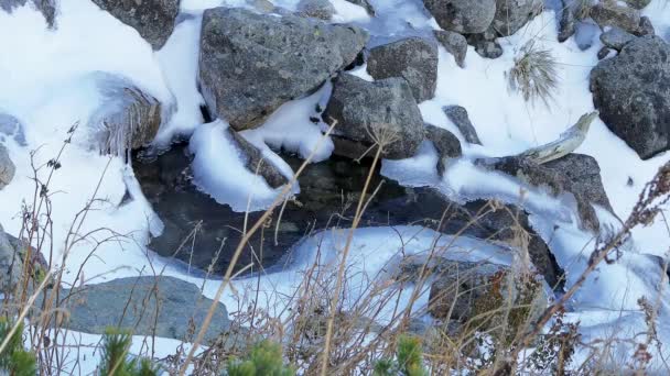 Snelle Bergbeek Stroomt Het Voorjaar Met Het Smelten Van Sneeuw — Stockvideo