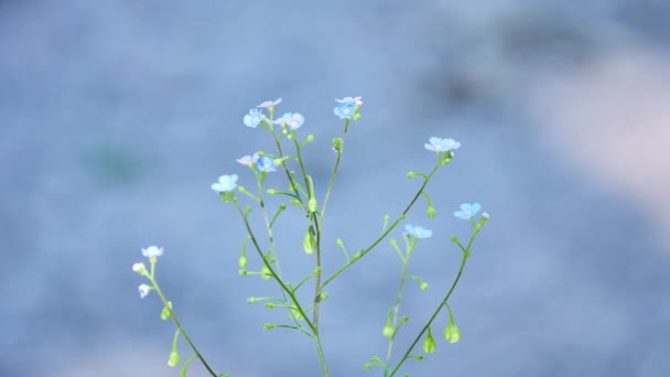 Myosotis Çiçekli Bitkiler Ailesindeki Hodangiller Cinsidir Kuzey Yarımkürede Yaygın Olarak — Stok video