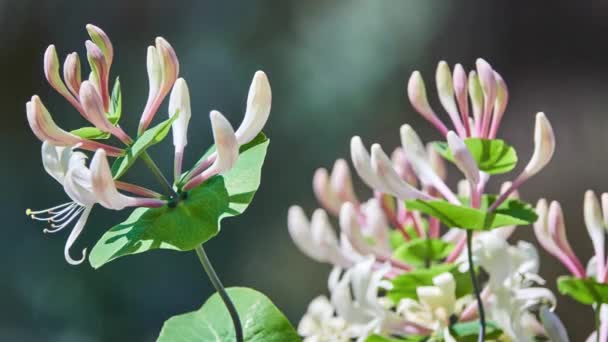 Lonicera Caprifolium Italienische Waldschnecke Perfoliate Ziegenblatt Italienisches Geißblatt Oder Perfoliate — Stockvideo