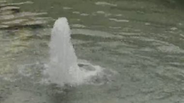 Kabarcık kabarcıklar yukarıya doğru yükselen suyla.