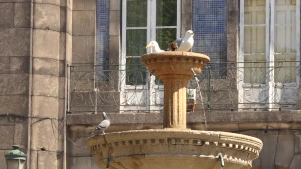 Måsar Fontänen Trefaldighetskyrkan Kyrkan Staden Porto Portugal Beläget Praca Trindade — Stockvideo