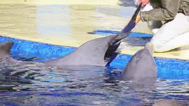 МАДРИД, ИСПАНИЯ - 12 ДЕКАБРЯ 2017: Представительство с дельфинами в зоопарке Агуариум . — стоковое видео