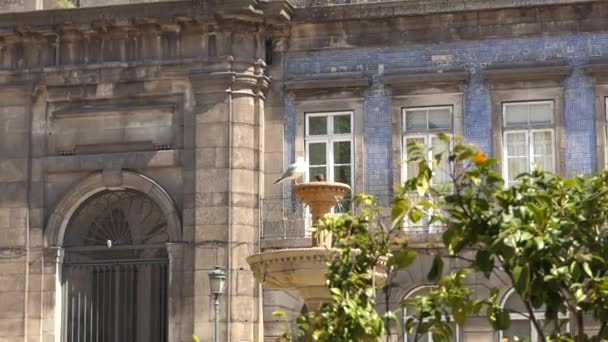 Mouettes sur la fontaine sur l'église de la Trinité est église dans la ville de Porto au Portugal, situé à Praca da Trindade derrière le bâtiment de l'hôtel de ville de Porto. Il a été construit par l'architecte Carlos Amarante . — Video