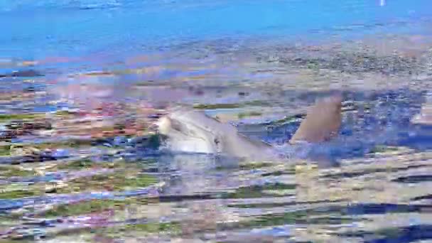 Μαδρίτη Ισπανία Δεκεμβρίου 2017 Αναπαράσταση Δελφίνια Στο Ζωολογικό Κήπο Aguarium — Αρχείο Βίντεο