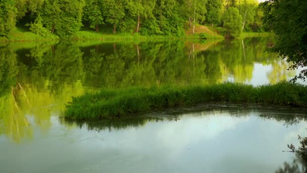 风景如画的森林里宁静的夏日湖泊 — 图库视频影像