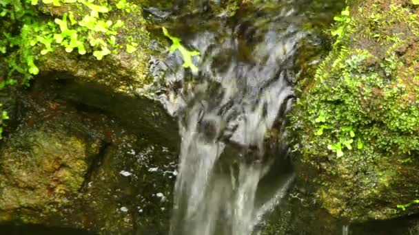 Petit Ruisseau Montagne Descend Des Rochers Pointus — Video