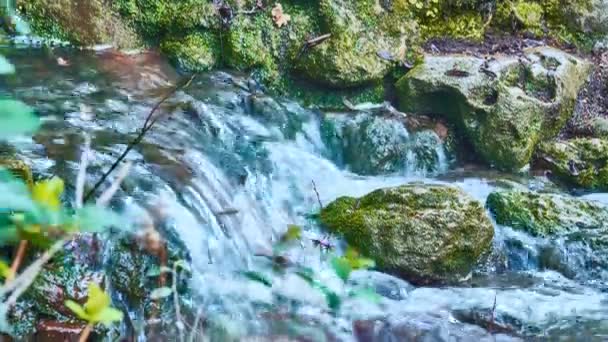 Fluxo Floresta Montanha Bela Área — Vídeo de Stock