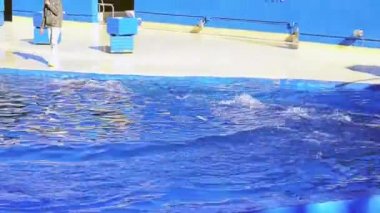 Madrid, İspanya - 12 Aralık 2017: Hayvanat Bahçesi Aguarium yunuslar temsil.