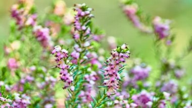 Calluna vulgaris (ortak heather, ling, ya da sadece heather) tek cins Calluna çiçekli bitki ailesindeki Fundagiller familyasından.