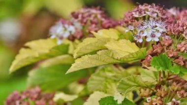 Physocarpus opulifolius, ortak ninebark, Doğu ninebark, ninebark veya Atlantik ninebark, gül ailesi gülgiller, Doğu Kuzey Amerika ile yerli bitki türü olduğunu.