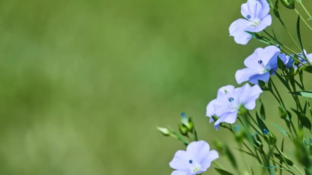 Linum Narbonense Linho Perene Linho Azul Uma Planta Com Flor — Vídeo de Stock