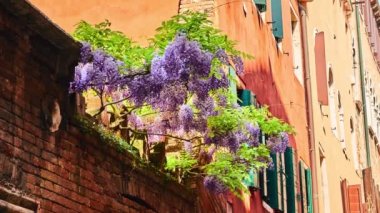 Wisteria sinensis (Çin wisteria) odunsu, yaprak döken, çok yıllık cins Wisteria, Çin'e yerel Guangxi, Guizhou, Hebei, Henan, Hubei, Shaanxi, ve Yunnan illerde sarmaşık tırmanma.