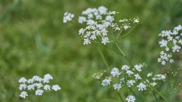 Persil Persil Jardin Petroselinum Crispum Est Une Espèce Plante Famille — Video