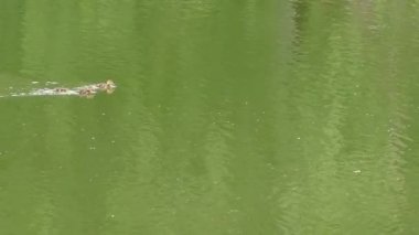 Yeşilbaş ördek yavrusu ile. Yaban ördeği ya da yaban ördeği (Anas platyrhynchos) bir dabbling ördek, alt familya Anatinae su kuşları ailesinin Anatidae ait.