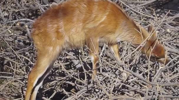 Sitatunga Marshbuck Tragelaphus Spekii Antílope Que Habita Pantanos Que Encuentra — Vídeo de stock