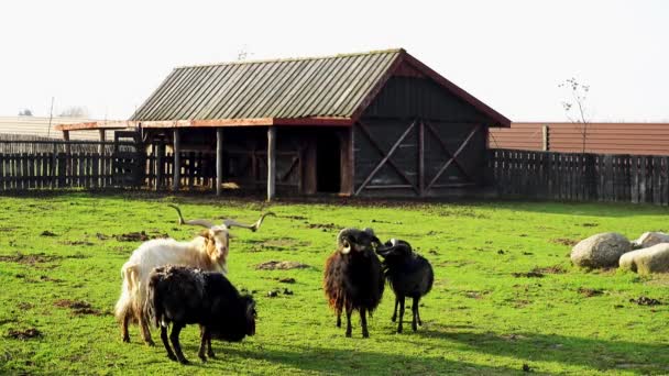 Dua Domba Berkelahi Antara Mereka Sendiri Pertanian — Stok Video
