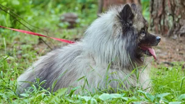 Keeshond Közepes Méretű Kutya Val Ezüst Fekete Szőr Ruff Farok — Stock videók