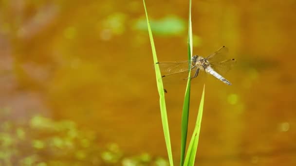 Μικρό Dragonfly Κάθεται Στο Χορτάρι Ενάντια Φόντο Της Λίμνης Καλοκαίρι — Αρχείο Βίντεο