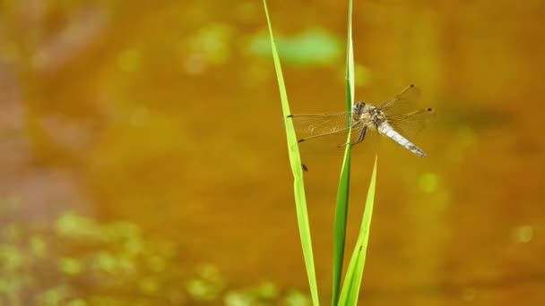 Piccola Libellula Siede Filo Erba Sullo Sfondo Del Lago Estivo — Video Stock