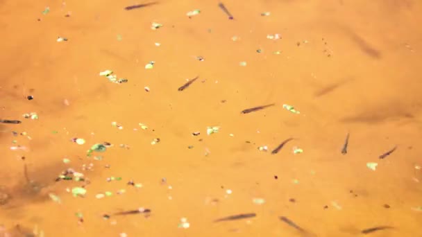 Rybí Potěr Plavat Poblíž Povrchu Vody Jezeře — Stock video