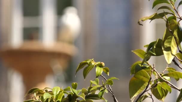 Mouettes Sur Fontaine Sur Église Trinité Est Église Dans Ville — Video