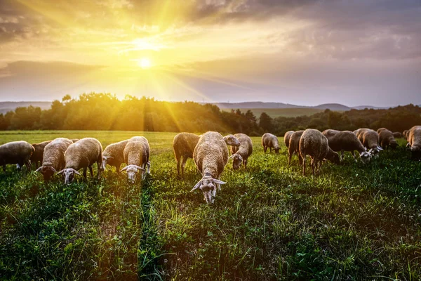 Flock Sheep Grazing Pasture Foothills Carpathian Mountains Slovakia — Stock Photo, Image