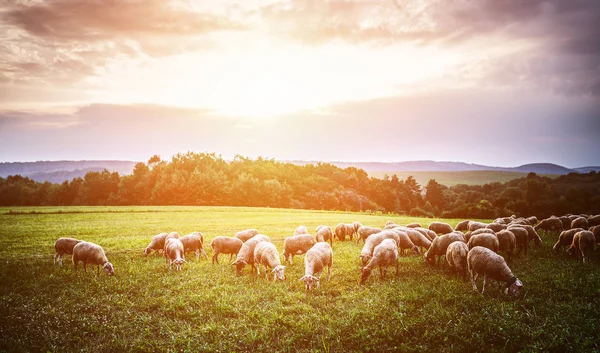 Troupeau Moutons Paissant Dans Pâturage Pied Des Montagnes Des Carpates — Photo