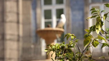 Martılar Trinity Kilisesi hakkında Fountain'dan kilise Praça da Trindade içinde yer alan bina City Hall arkasında Porto Portekiz Porto şehir içinde. Bu Carlos Amarante mimarı yaptırılmıştır.