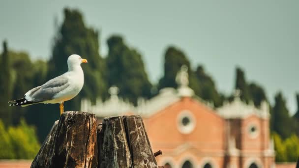 Gabbiani Gabbiani Sono Uccelli Marini Della Famiglia Laridae Appartenenti Sottordine — Video Stock