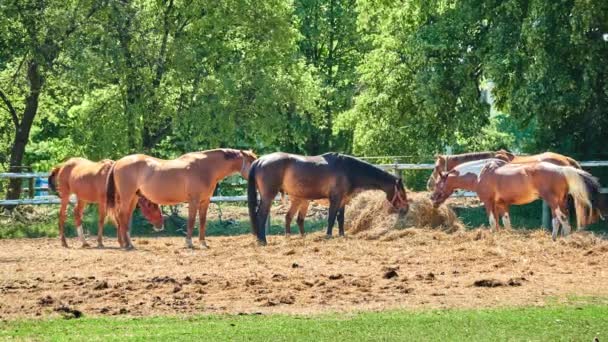 Лошади пасутся на пастбищах летом . — стоковое видео