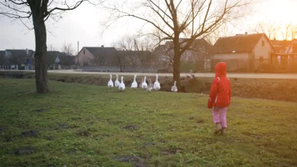 Little Girl Red Jacket Chases Geese Village — Stock Video