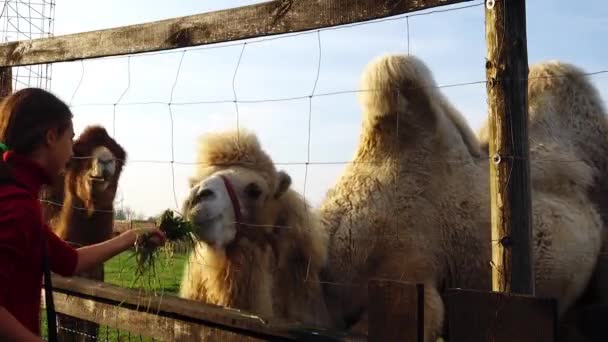 Small Girl Feed Two Humped Camel Grass Farm — Stock Video