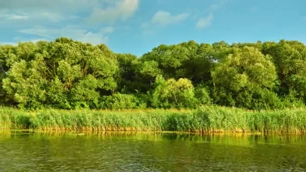 Paisaje de verano de pequeño río con bancos boscosos . — Vídeos de Stock