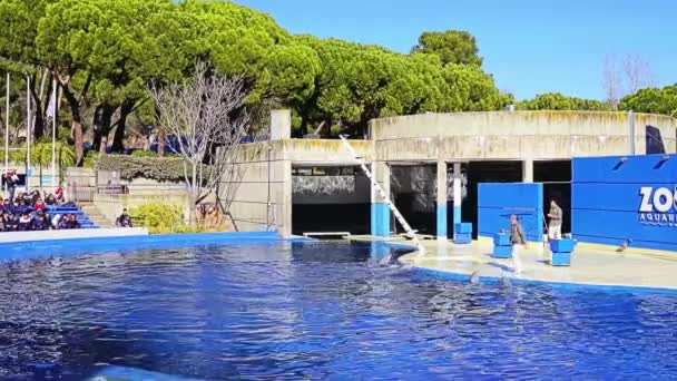 Madrid España Diciembre 2017 Representación Con Delfines Zoo Aguarium — Vídeo de stock