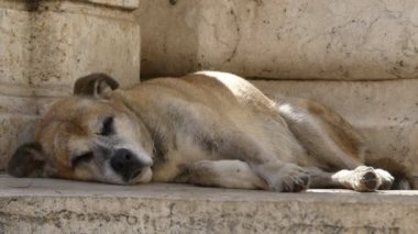 yaşlı hasta köpek Roma, Italya taş Rapids üzerinde uyuyor