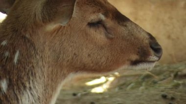 yeme sonra kadın Sika geyik yalıyor