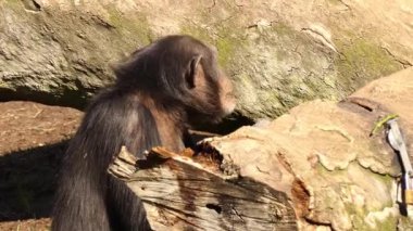 Chimpanzee (Pan troglodytes), aynı zamanda ortak veya sağlam şempanze olarak bilinen, ya da sadece Chimp, büyük maymun türüdür, dört teyit alt türü ve beşinci önerilen alt türler ile.