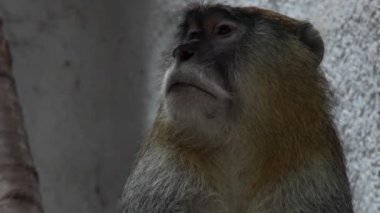 Ayrıca wadi maymun veya hafif süvari eri maymun, olarak bilinen patas maymun (Erythrocebus patas), yarı kurak alanlarda Batı Afrika ve Doğu Afrika içine üzerinde dağıtılmış bir yerde yaşayan maymun olduğunu.