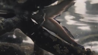 Periofahmus Hint-Pasifik bölgesinde kıyı mangrov ahşap ve fundalık araziler yerli aile Gobiidae, balık bir cins. Genellikle çamur atıcılar olarak bilinen genelden biridir.