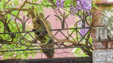 Wisteria sinensis yakın Cat (Çin Wisteria), Woody, yaprak döken, çok yıllık cins Wisteria, Guangxi, Guizhou, Hebei, Henan, Hubei, Shaanxi ve Yunnan ilde Çin 'e yerli tırmanma asma olduğunu.